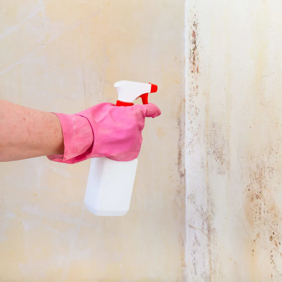 What Does Professional Mold Remediation Include? The Complete Process Explained