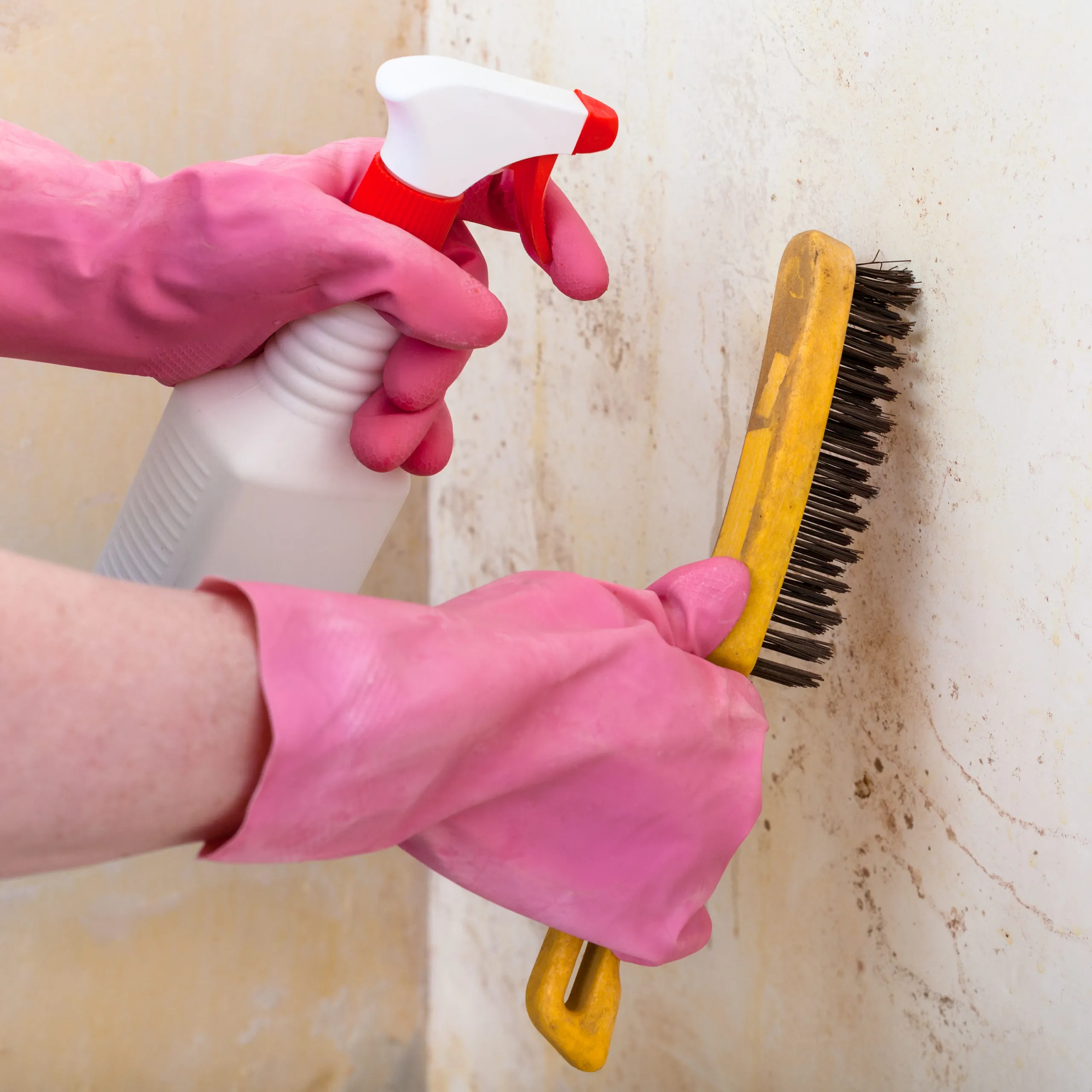 Mold Identification: What Appearance Can and Cannot Tell You