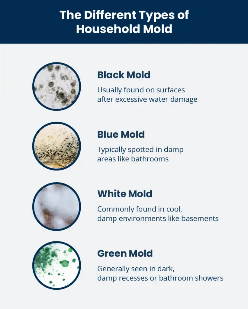 How Dangerous Is Mold In Your Home? Health Risks Every Family Should Know