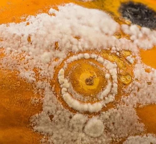 Commercial Mold in HVAC Systems: Liability and Remediation for Facility Managers